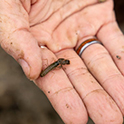 hand holding a snapping shrimp