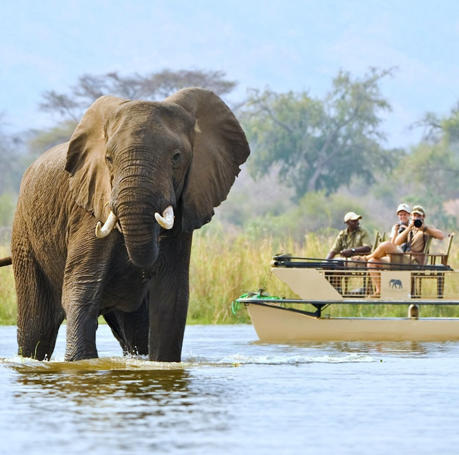 Elephant in river during Malawi safari