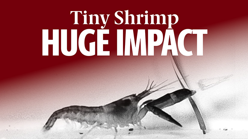 Black and white photo of shrimp creating shockwave, text "Tiny Shrimp Huge Impact"